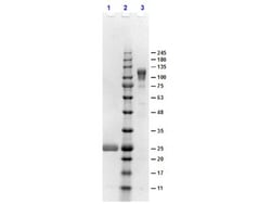 Goat F(ab')2 anti-Rabbit IgG Fc Secondary Antibody, Novus Biologicals 0.5mg;